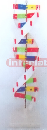 DNA ACTIVITY MODEL